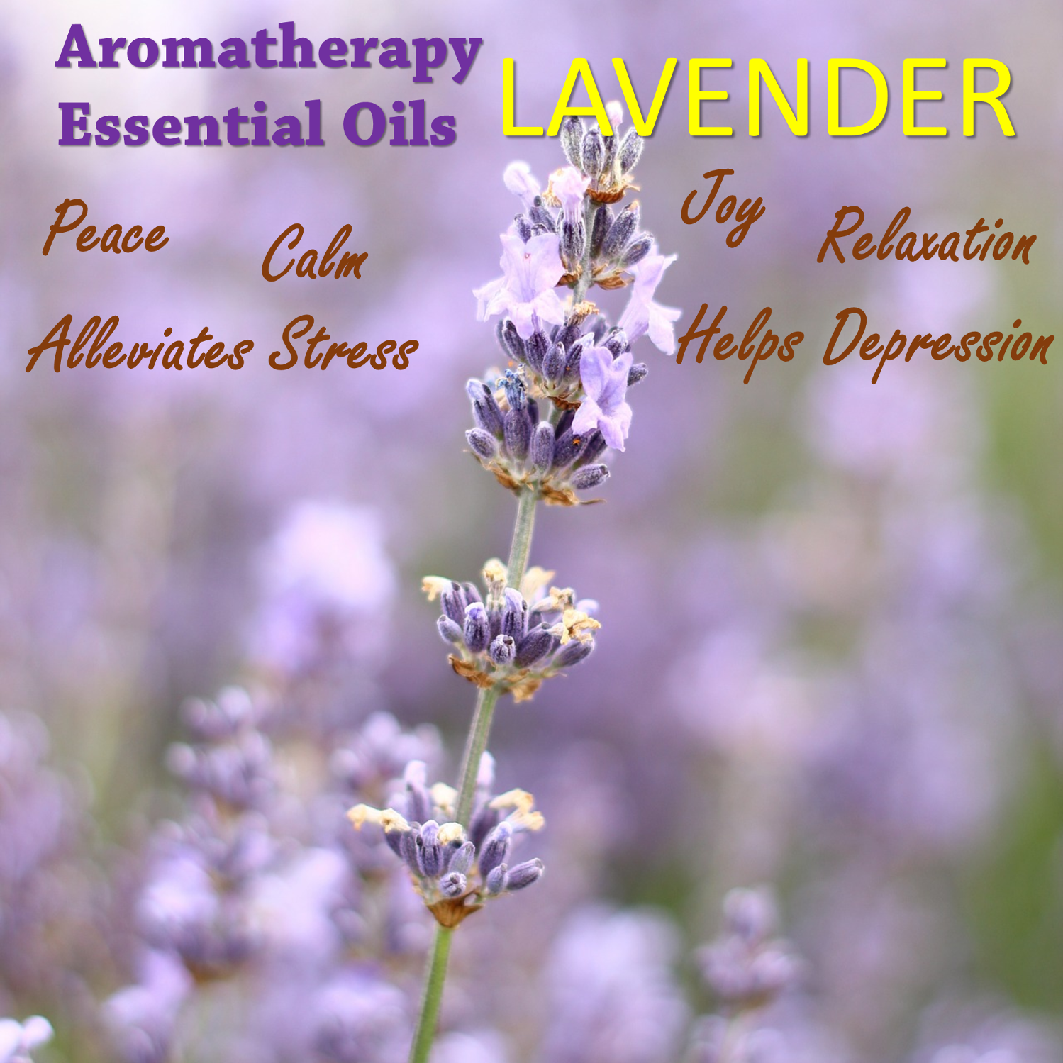 aromatherapy, holistic wellbeing